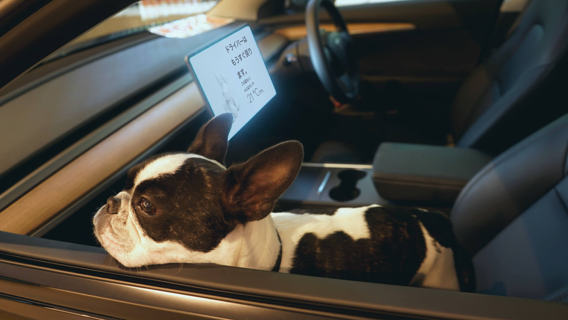 A dog sitting on the black front passenger seat in Model 3 with Dog Mode