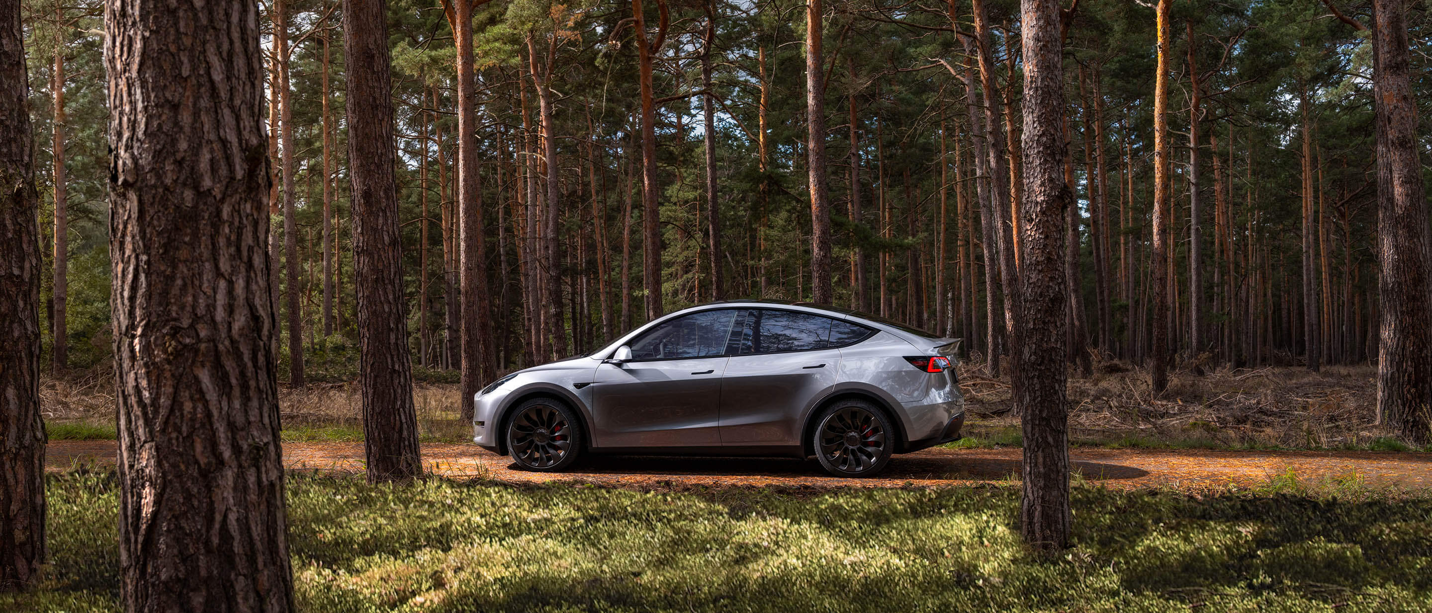 Silver Model Y in the forest