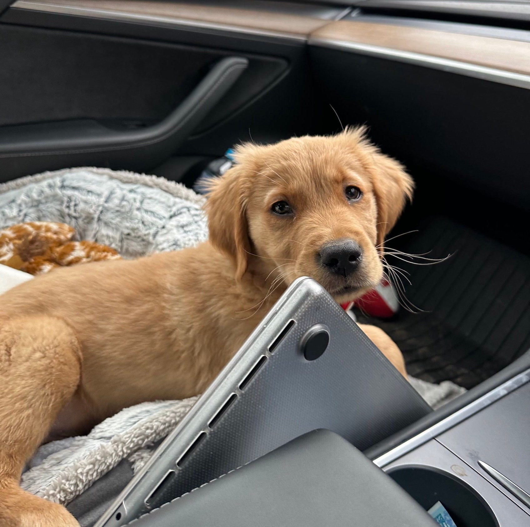Dog inside Tesla Model 3 Performance
