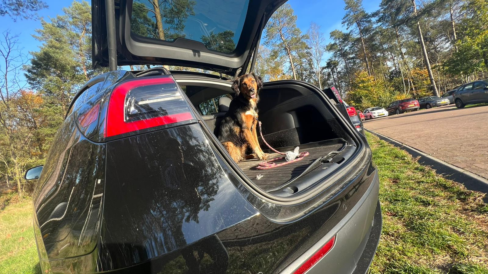 Hond in de kofferbak van een Solid Black Model Y Long Range geparkeerd in het bos