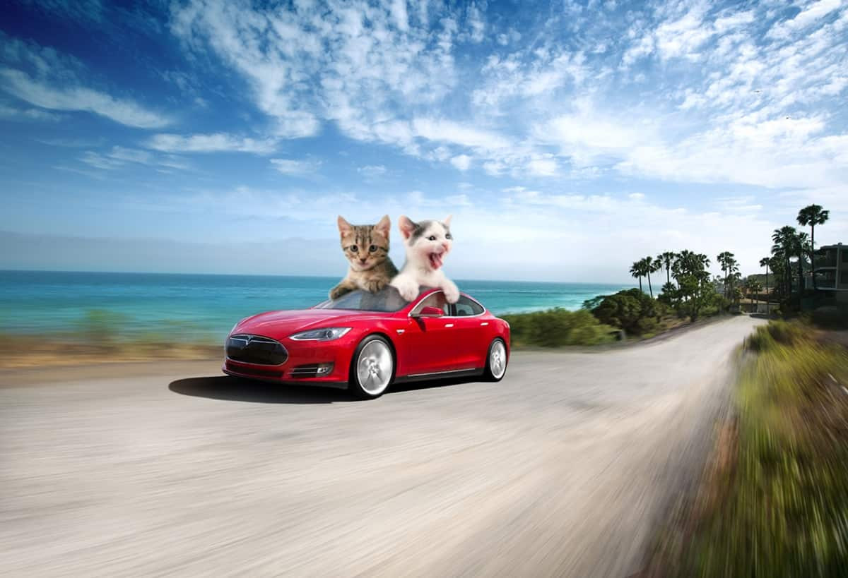 Pet Driving Cars | Tesla Ελλάς